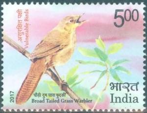 Colnect-4370-543-Broad-Tailed-Grass-Warbler-Schoenicola-platyurus.jpg