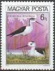 Colnect-586-452-Black-winged-Stilt-Himantopus-himantopus.jpg