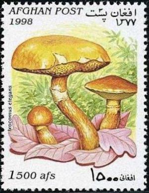 Colnect-731-727-Greville--s-bolete-Suillus-elegans.jpg