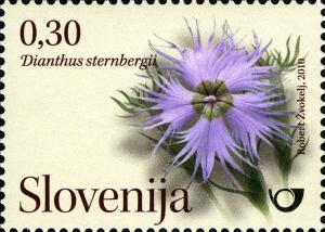 Flowers---wild-carnations-Dianthus-sternbergii.jpg