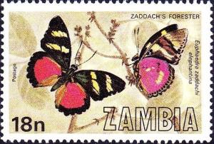 Colnect-2642-710-Zaddach-s-Mimic-Forester-Euphaedra-zaddachi-ssp-elephantin.jpg