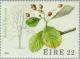 Colnect-128-748-Irish-Whitebeam-Sorbus-hibernica.jpg
