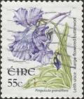 Colnect-2442-851-Large-flowered-Butterwort---Pinguicula-grandiflora.jpg
