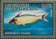 Colnect-4168-277-African-Butter-Catfish-Eutropius-sp.jpg