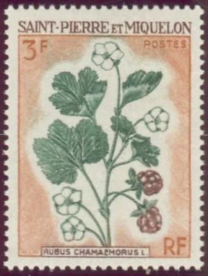 Colnect-875-169-Rubus-Chamaemorus.jpg