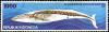 Colnect-936-097-Skeleton-of-a-Blue-Whale-Balaenoptera-musculus.jpg