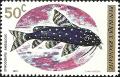 Colnect-1542-720-Polkadot-Squeaker-Synodontis-angelicus.jpg