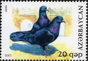 Colnect-1603-573-Pigeon-Columba-livia-forma-domestica.jpg