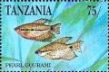 Colnect-6028-084-Pearl-Gourami-Trichopodus-leerii.jpg