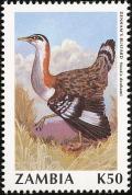Colnect-864-856-Denham-s-Bustard-Eupodotis-denhami.jpg