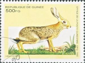 Colnect-1150-192-African-Savanna-Hare-Lepus-crawshayi.jpg