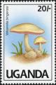 Colnect-1712-422-Volvariella-bingensis.jpg
