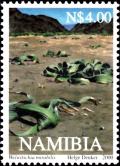 Colnect-2769-570-Welwitschia-mirabilis.jpg