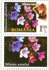 Colnect-1379-147-Common-Lungwort-Pulmonaria-officinalis.jpg