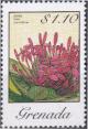 Colnect-2411-201-Ixora-Macrothyrsa.jpg