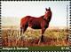 Colnect-6446-180-Arabian-Horse.jpg