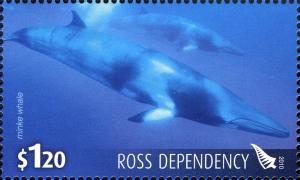 Colnect-3056-745-Minke-Whale-Balaenoptera-acutorostrata.jpg