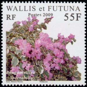 Colnect-902-330-Bougainvillea.jpg