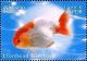 Colnect-2582-875-Lionhead-Goldfish-Carassius-gibelio-forma-auratus.jpg