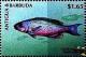 Colnect-4105-286-Creole-wrasse.jpg