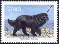 Colnect-2784-725-Newfoundland-Dog-Canis-lupus-familiaris.jpg