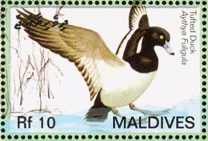 Colnect-1631-430-Tufted-Duck-Aythya-fuligula.jpg