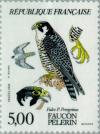 Colnect-145-588-Peregrine-Falcon-Falco-peregrinus.jpg