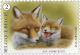 Colnect-2001-336-Red-Fox-Vulpes-vulpes.jpg
