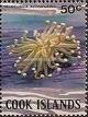 Colnect-2221-727-Disk-Coral-Heliofungia-actiniformis.jpg
