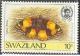 Colnect-1261-334-Yellow-Pansy-Junonia-hierta-ssp-cebrene.jpg