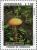 Colnect-3106-858-Amanita-rubescens-The-blusher.jpg