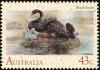 Colnect-604-113-Black-Swan-Cygnus-atratus.jpg