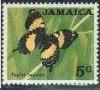 Colnect-748-654-Jamaican-Giant-Swallowtail-Papilio-homerus.jpg