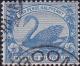 Colnect-1919-366-Black-Swan-Cygnus-atratus.jpg