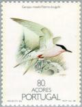 Colnect-186-400-Roseate-Tern-Sterna-dougallii.jpg