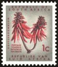 Colnect-6015-815-Kafferboom-Flower--Coral-Tree-Erythrina-lysistemon.jpg
