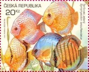 Colnect-1971-917-AQUARIUM-FISH---Symphysodon-aequifasciatus.jpg